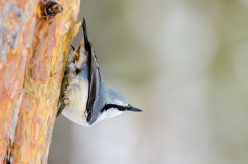 Nuthatch on a tree in winter