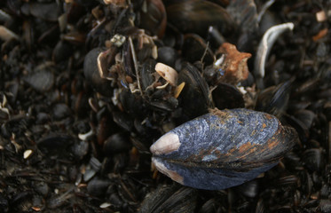 Mussel in a musselbed on the beach