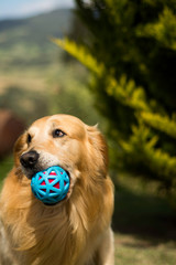 Obraz premium pet farm rescue 