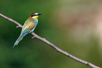 European Bee-eater (Merops apiaster).