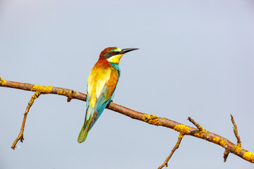 European Bee-eater (Merops apiaster).