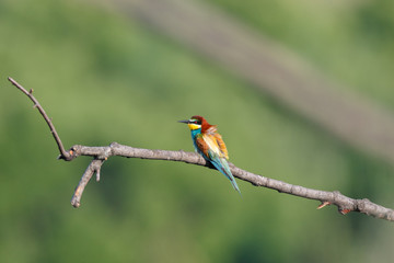 European Bee-eater (Merops apiaster).