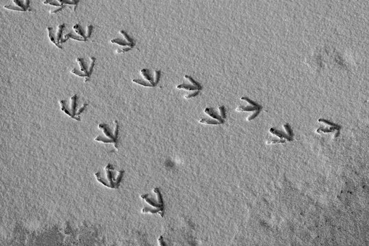 Spuren im Schnee