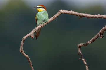 European Bee-eater (Merops apiaster).