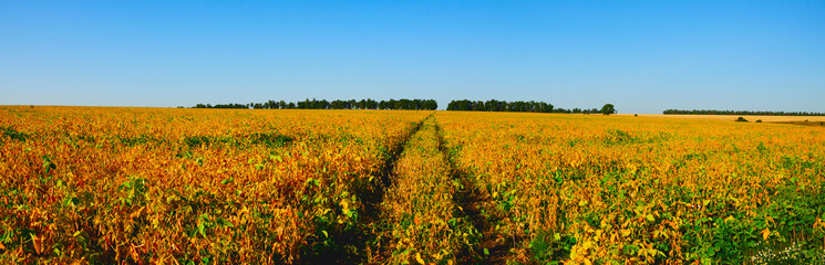 Summer country landscape with road passing through the ripe soy field