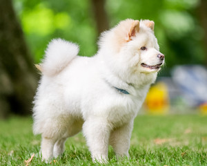 A White Samoyed full body portrait looking to the side. Cute white fluffy dog with long fur in the park, countryside, meadow or field. beautiful eyes.