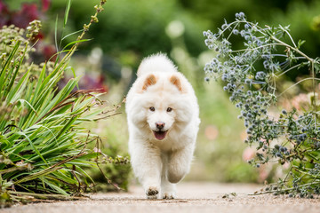 A White Samoyed Puppy running along a path through wild flowers looking at camera. Cute white fluffy dog with long fur in the park, countryside, meadow or field. beautiful eyes.