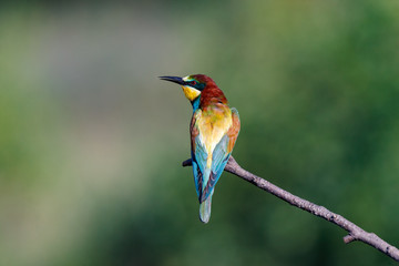 European Bee-eater (Merops apiaster).