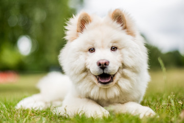 A White Samoyed Puppy lying in a field looking down at the camera. Cute white fluffy dog with long fur in the park, countryside, meadow or field. beautiful eyes. color colour