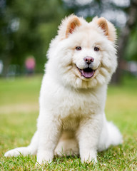 A White Samoyed Puppy sitting on the grass looking at the camera with mouth open. Cute white fluffy dog with long fur in the park, countryside, meadow or field. beautiful eyes.