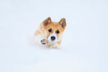 little funny red puppy corgi runs in deep white snowdrifts in the winter in the village throwing up its legs