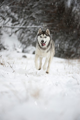 siberian husky running in snow