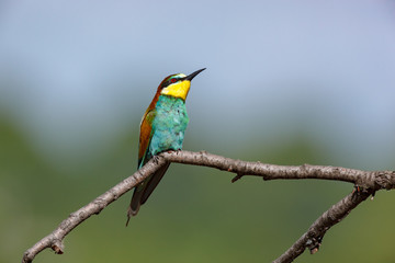 Fototapeta premium European Bee-eater (Merops apiaster).