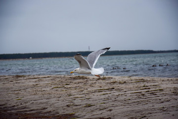 seagull flying over the sea