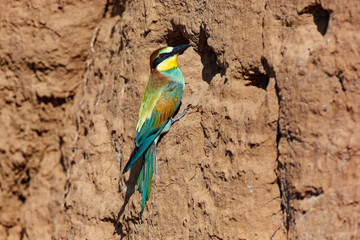 European Bee-eater (Merops apiaster).