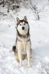 A siberian husky sitting on snow 