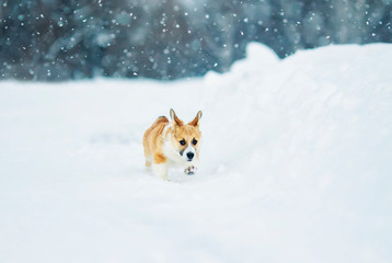 beautiful little red puppy corgi fun runs across a white field in the winter in the village during a snowfall