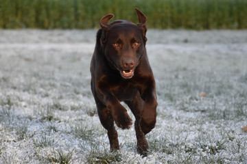 Kräftiger Labrador, schnelle laufend