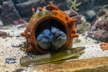 Two strange blue fish in a clay pot.