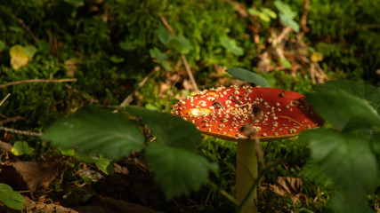 Wunderschöner Fliegenpilz im Herbstlichen Wald. 