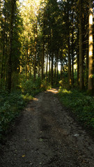 Fototapeta premium Wunderschöner Waldweg im Allgäu in der Herbstzeit. 