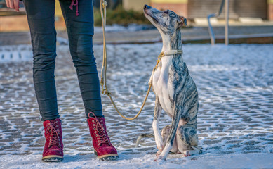 Aufblickender Hund