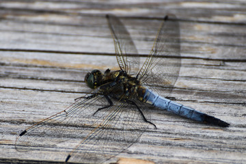 Libelle auf Holzbrett