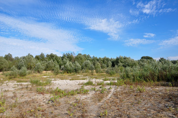 Landscape with green poplar trees and bright blue sky. Sunny summer day and beautiful place for rest 