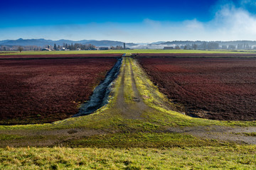 Dormant cranberry fields in Langley British Columbia