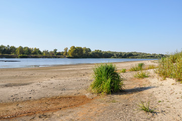 Landscape with green poplar trees and bright blue sky. Sunny summer day and beautiful place for rest 