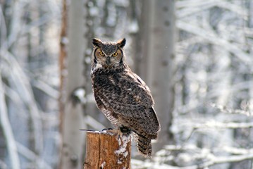 great homed owl bubo virginianus