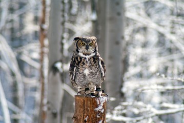 great homed owl bubo virginianus