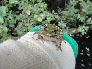 Grenouille verte