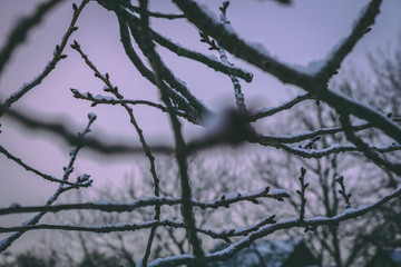 Fototapeta na wymiar Snowy Branches