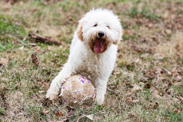 Dog Playing Soccer