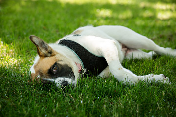 Shy puppy looking at camera