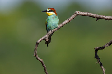 European Bee-eater (Merops apiaster).