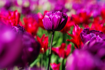 Obraz premium purple flower tulip lit by sunlight.