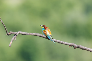 European Bee-eater (Merops apiaster).