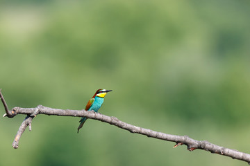 European Bee-eater (Merops apiaster).