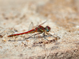 Dragonfly (Sympetrum fonscolombii) perched on the ground, next to a water ditch, in the rice fields near the lagoon of Valencia. Note that it has a broken leg