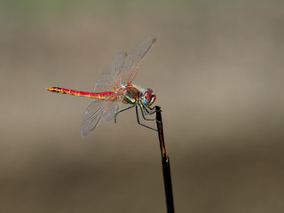 Dragonfly (Sympetrum fonscolombii) perched on a branch of a shrub in the rice fields near the lagoon of Valencia. Note that it has a broken leg