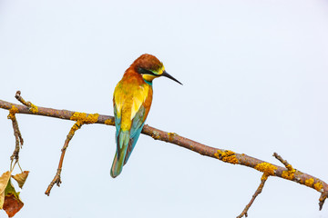 Obraz premium European Bee-eater (Merops apiaster).