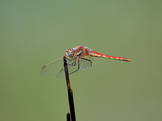 Dragonfly (Sympetrum fonscolombii) perched on a branch of a shrub in the rice fields near the lagoon of Valencia. Note that it has a broken leg