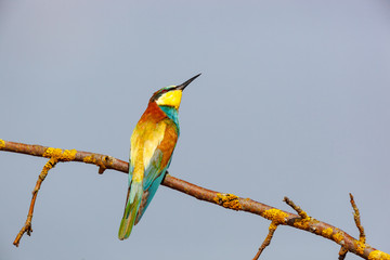 European Bee-eater (Merops apiaster).