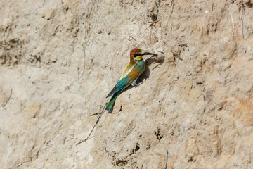 European Bee-eater (Merops apiaster).