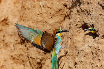 European Bee-eater (Merops apiaster).