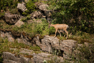 Deer on rock face