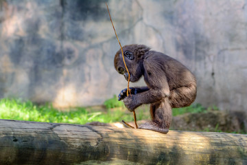 Young, Juvenile Male Silverback Western Lowland gorilla, (Gorilla gorilla gorilla) playing
