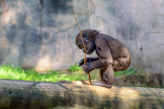 Young, Juvenile Male Silverback Western Lowland gorilla, (Gorilla gorilla gorilla) playing
